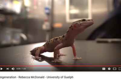 Grad Students’ Video on Regenerating Gecko Makes Next Round of NSERC Contest