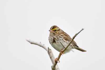 Winter Sets Up Bird Breeding Success: Study