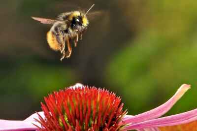 There’s a Cost to ‘Bee-ing’ Too Smart, Prof Finds