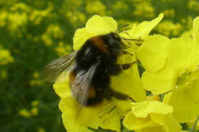 Neonic Pesticides Threaten Wild Bees’ Breeding: Study