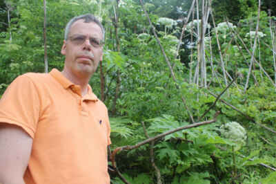 “Burning” Giant Hogweed a Threat to Health, Plant Ag Prof Tells Globe and Mail
