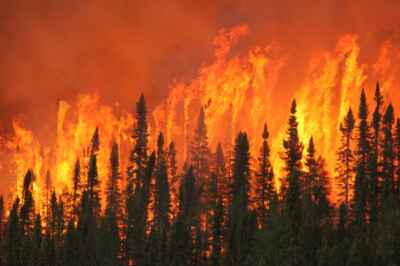 How Wildfires Could Radically Change Forests, Your Life