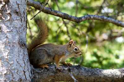 Early Squirrel Gets the Real Estate, U of G Study Finds