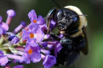 Neonics Put Bumblebees at Risk of Extinction, Study Reveals