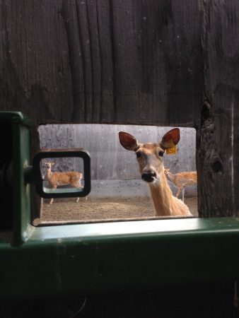 Winner of the Research In The Field photo contest - image shows two deer framed by the window of a door