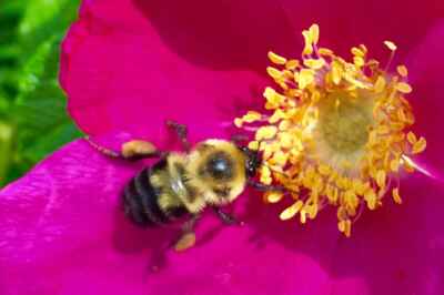 U of G Researchers Author Provincial Pollinator Health Report