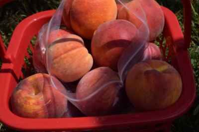 U of G Researcher Developing Earlier, Tastier Ontario Peaches