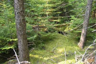 U of G Technology Helping Monitor Health of All-Important Boreal Forest