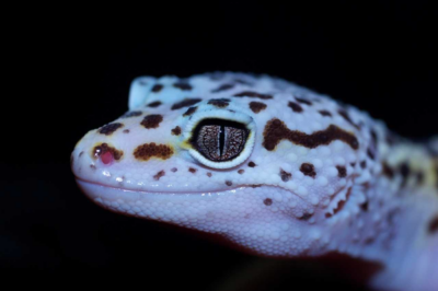 U of G Study First to Identify Cells Driving Gecko’s Ability to Regrow Its Tail