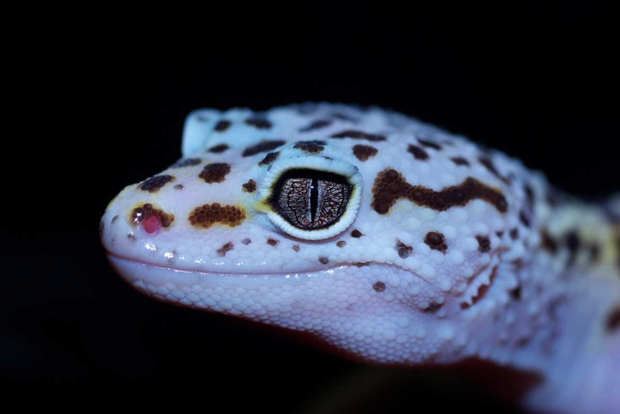 U of G Study First to Identify Cells Driving Gecko’s Ability to Regrow ...