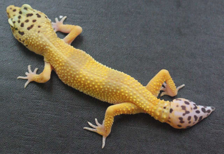 tail gecko geckos tails their regrow its grow lizards cells animals defense mechanisms ability driving spinal detach when re self