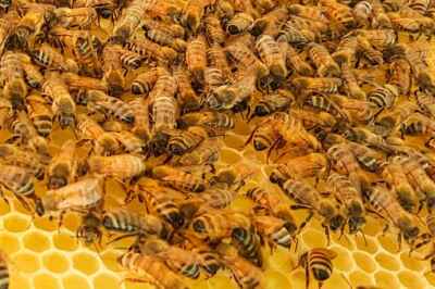 Correctly Used Neonics Do Not Adversely Affect Honeybee Colonies, New Research Finds