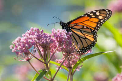 Not All Milkweed Is Equal for Egg-Laying Monarchs, U of G Study Reveals