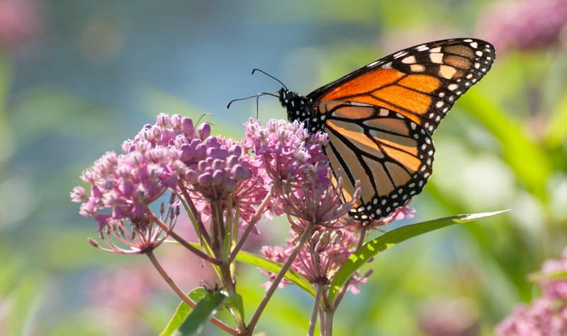 monarch-on-milkweed.jpg