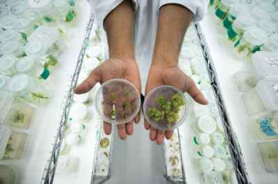 How to Grow Cannabis? With Modern Science and Technology