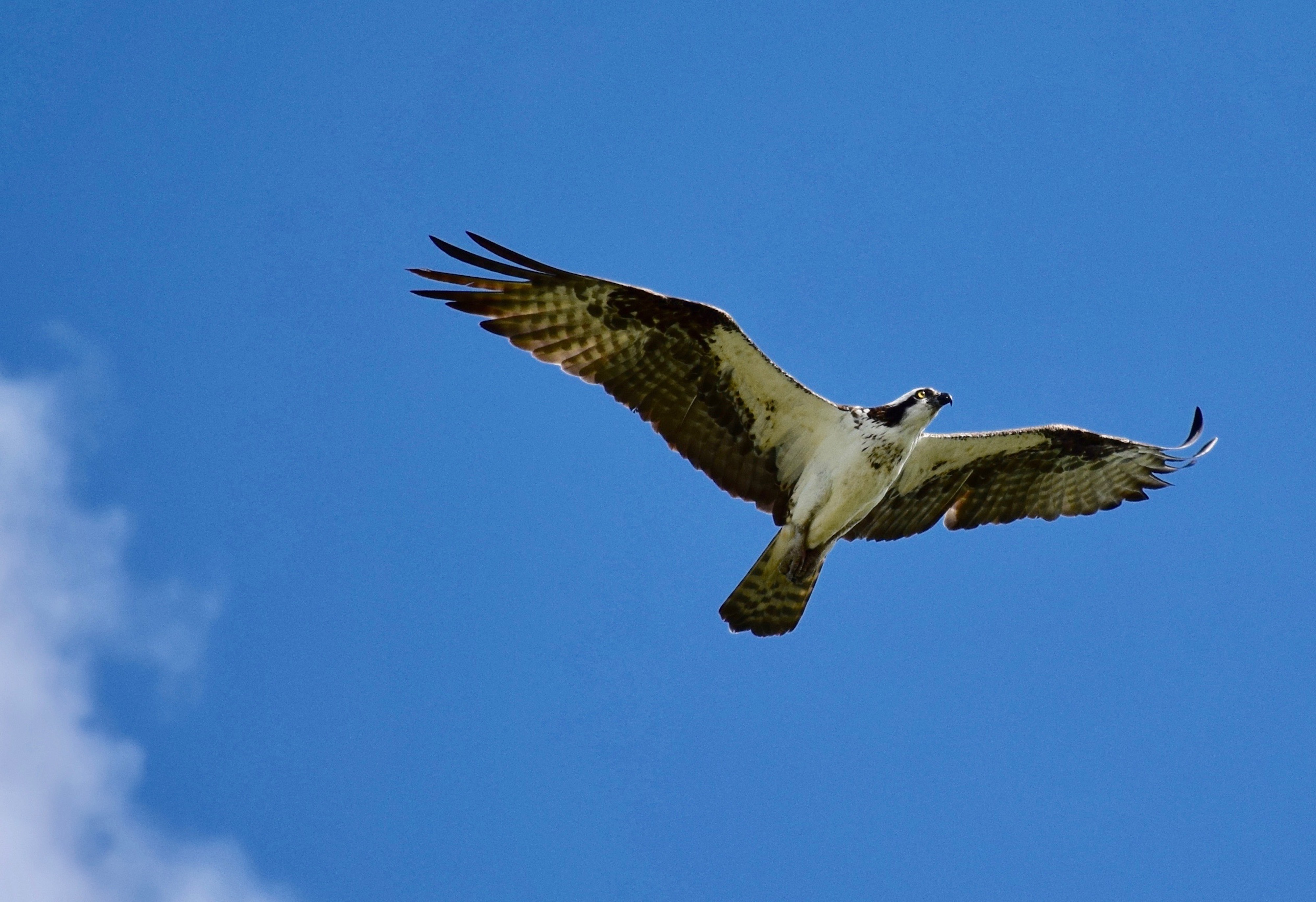 Humans Behind Majority Of Raptor Deaths In Ontario, Study Finds - U Of 