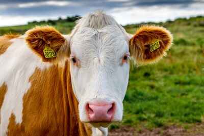 Cows Exude Lots of Methane, but Taxing Beef Won’t Cut Emissions