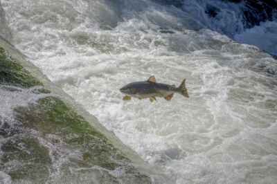 The Kinder Morgan Pipeline and Pacific Salmon: Red Fish, Black Gold