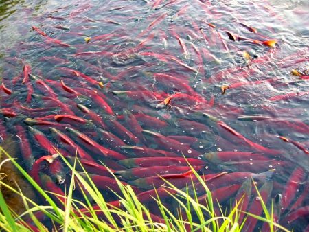 crowds of bright red salmon swimming together