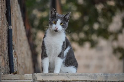 grey and white cat on street