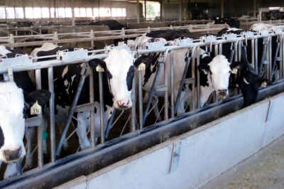 Researchers Show Robotic Milking Systems Can Detect Early Signs of Illness in Cows