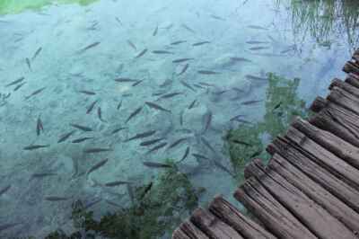 Climate Change Impacting Fish Behaviour, Feeding in Ontario Lakes, U of G Study Reveals