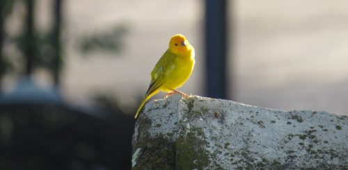 canary - apparently canaries have a passion for hemp