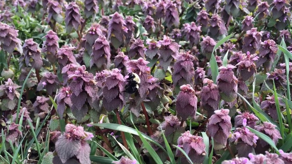 Flowers and a bumblebee