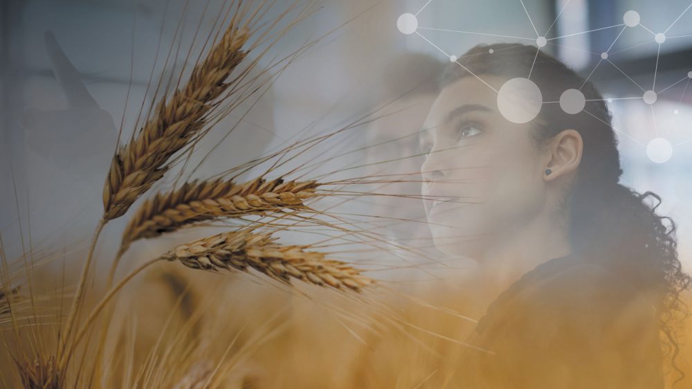 wheat field, woman looking at technology man in background
