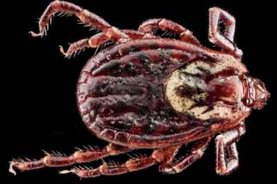 Climate Change Attracting Dangerous Tick to Canada: U of G Study