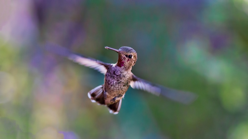 Hummingbird flying