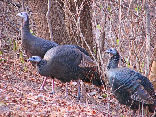 Female Wild Turkeys (Meleagris gallopavo) taken near Rideau River, Ottawa, Ontario, Canada