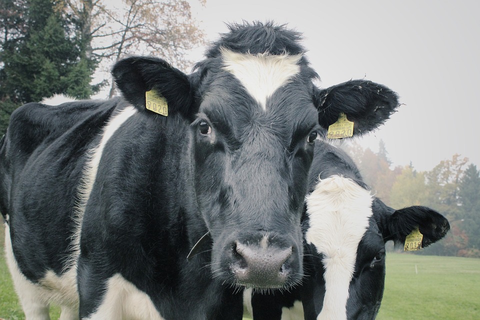Cows look into the camera.