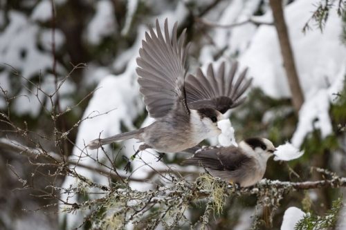 Gray jay male and female