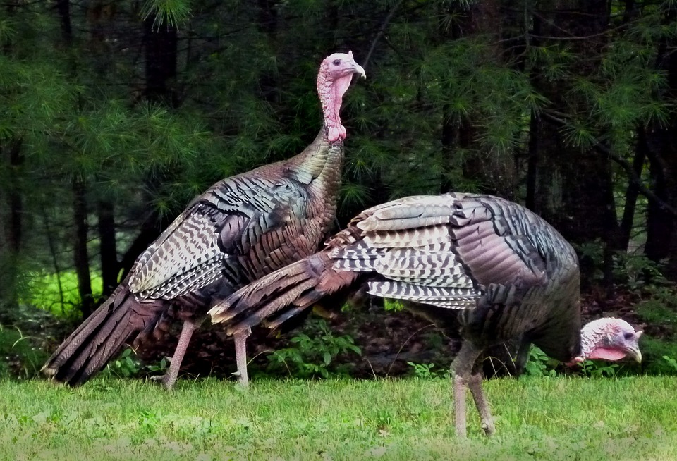 Two wild turkeys on the grass in front of a forest