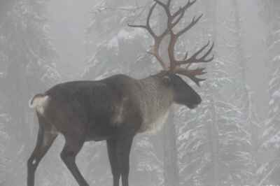 Boreal Caribou Are Rapidly Dwindling in Canada. It’s Critical That We Protect Their Habitat