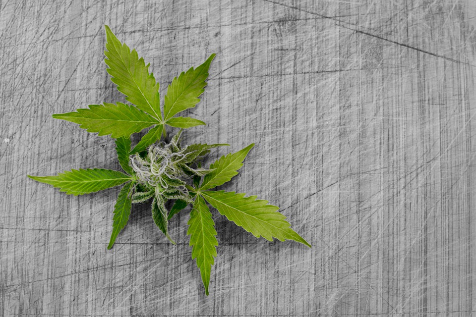 marijuana leaves in a decorative pattern laid out on a piece of fabric