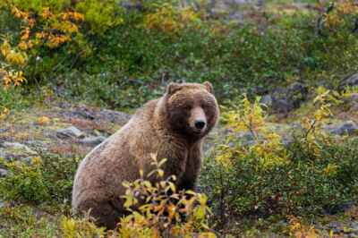 B.C.’s Approach to Wildlife Management Needs Major Ethical Reform