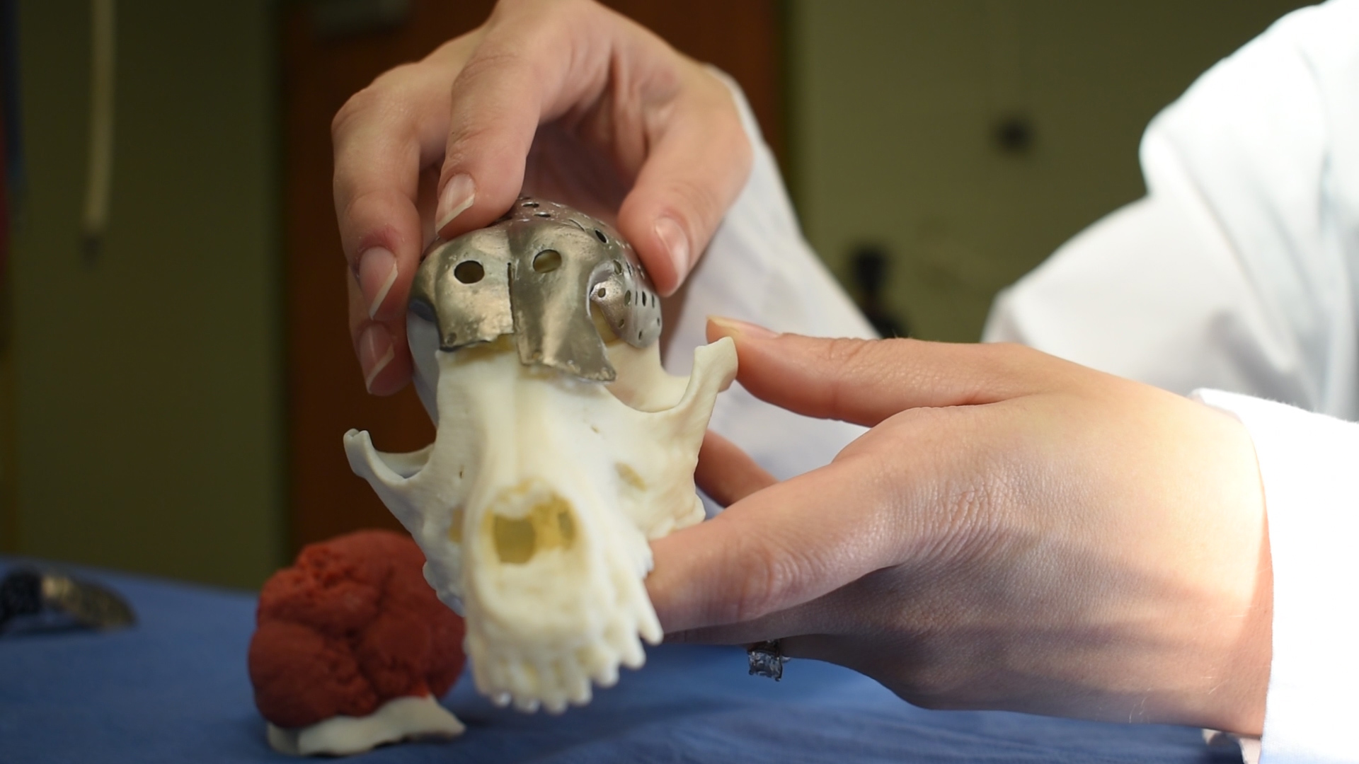 Veterinarian's hands showing how a piece of 3D printed skull pops into place on a model of a dog's skull