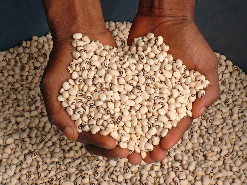 hands holding cowpea seeds