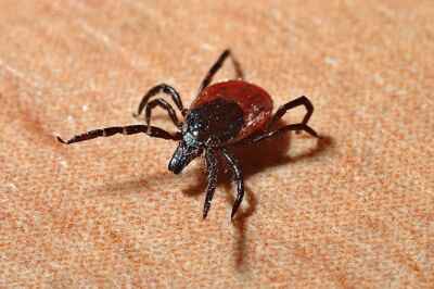 U of G Study Reveals Complexity of Lyme Disease and Knowledge Gaps