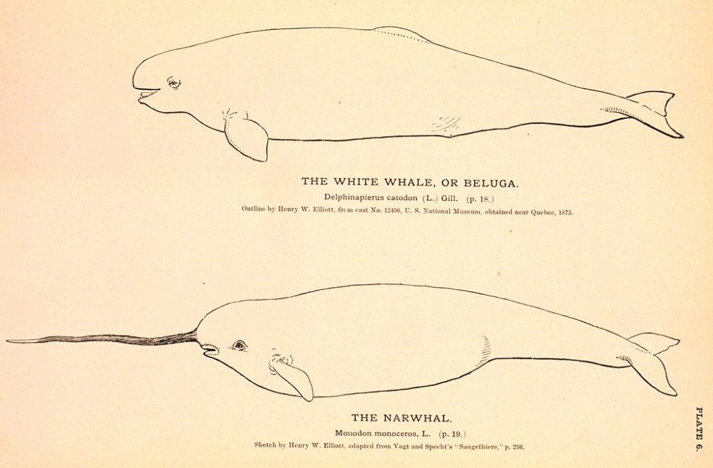 simple illustration of a beluga whale and a narwhal