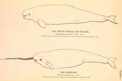 A Narwhal Frolics With the Belugas: Why Interspecies Adoptions Happen
