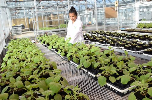 photo of a woman in a white lab coat in a greenhouse surruonded by potted plants