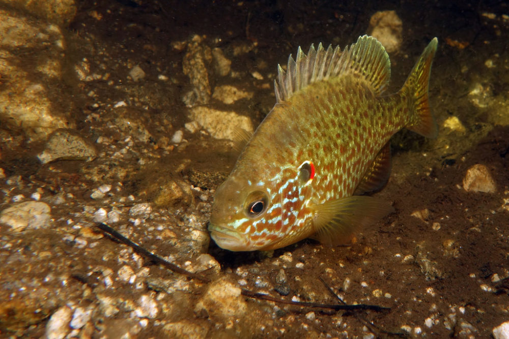 photo of pumpkinseed sunfish swimming
