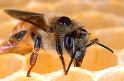 Honeybee with parasite attached