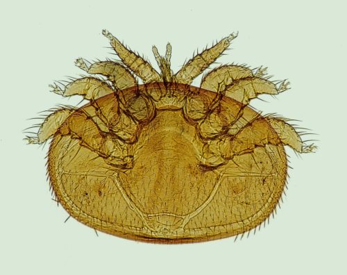 Semi-transparent image of a varroa mite