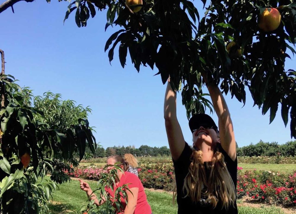 photo of a woman picking peaches from a tree at vinelands
