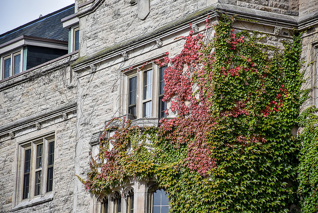 Johnston Hall ivy