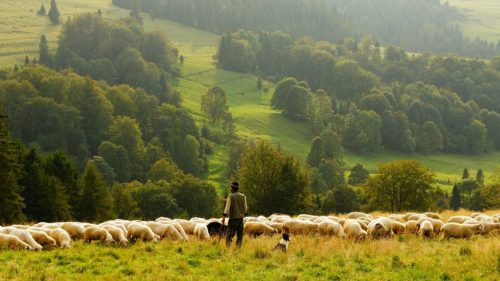 photos of a farmer in a field with sheep